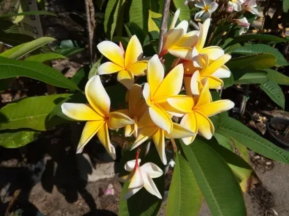 פלומריה פיור גולד זן 023 - עץ בעל נוף רחב, זקוק לתמיכה פריחה בצבע צהוב קרמי, בריח קל